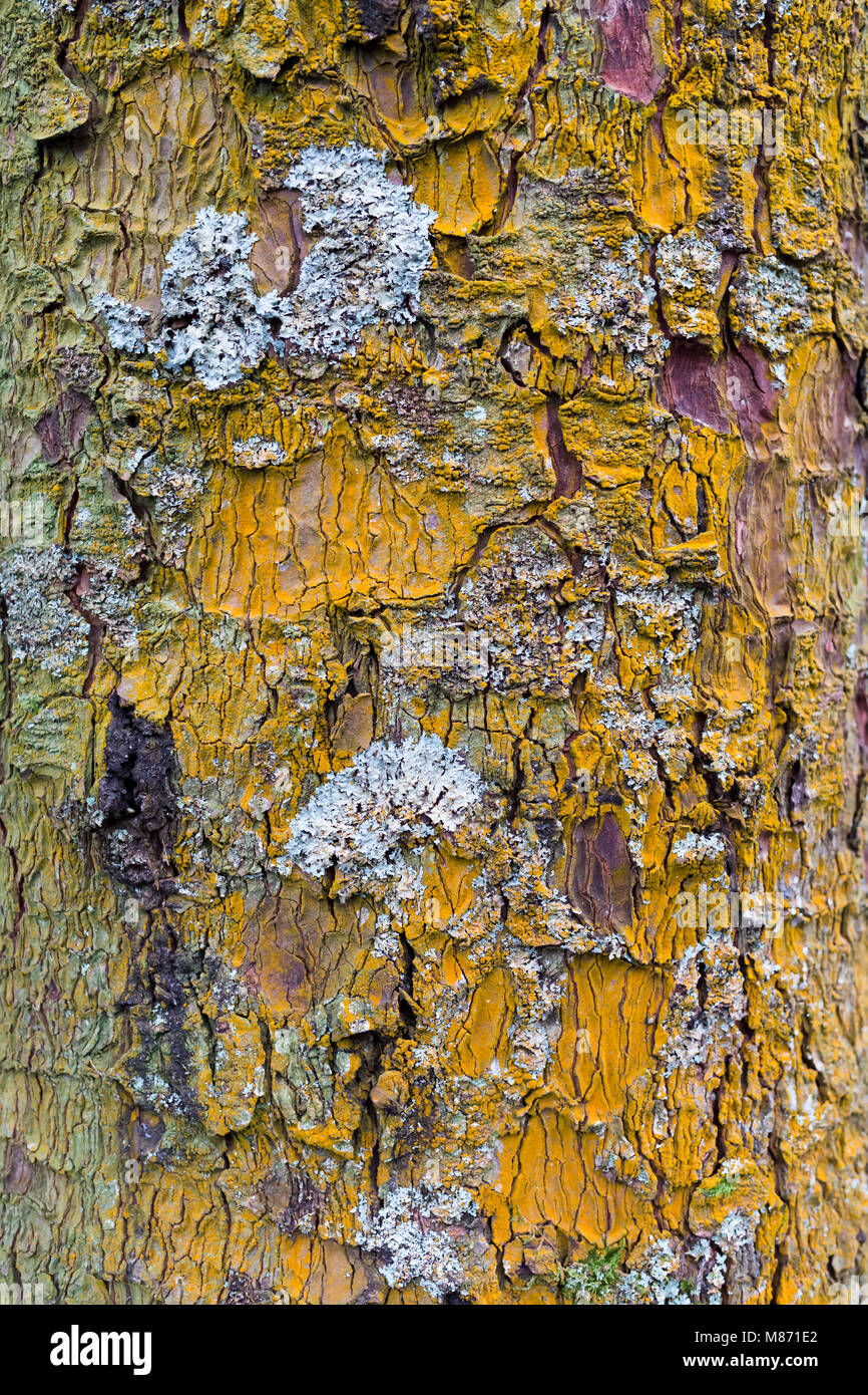 Lichen varieties on tree bark Stock Photo