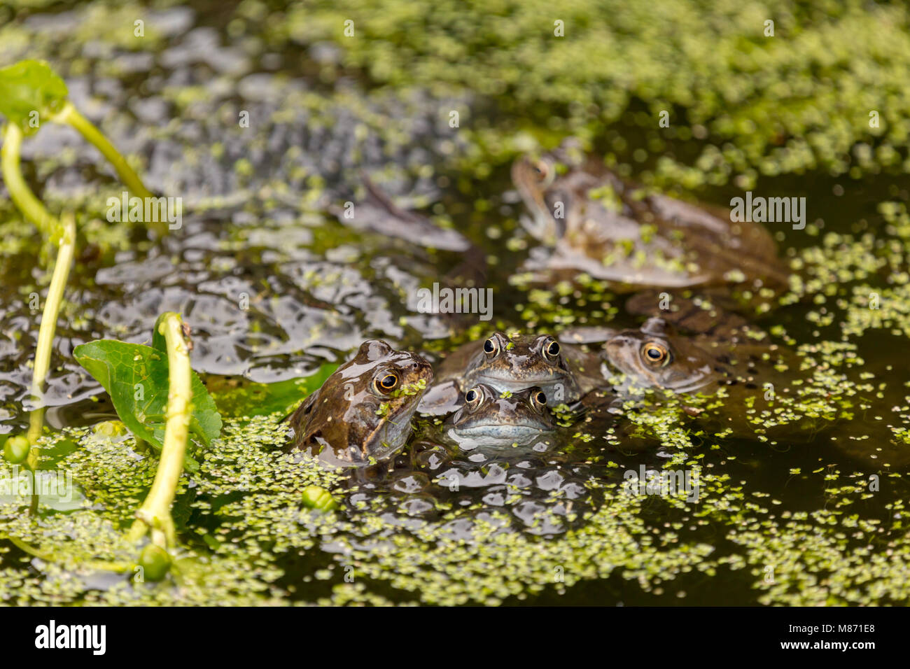Common Frogs mating in garden pond covered with blanket weed,England Stock Photo Alamy