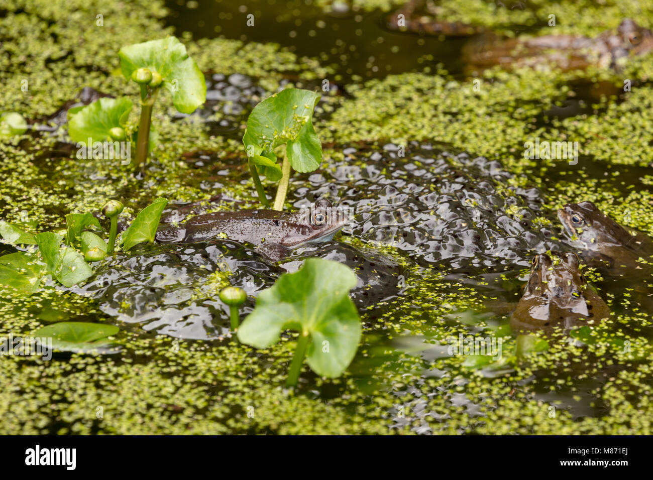 Blanket weed pond hires stock photography and images Alamy