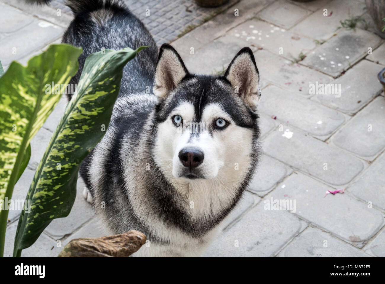 Siberian Husky female dog with Wolf Grey Coat and Ice blue eyes in a magnetic pose. Stock Photo