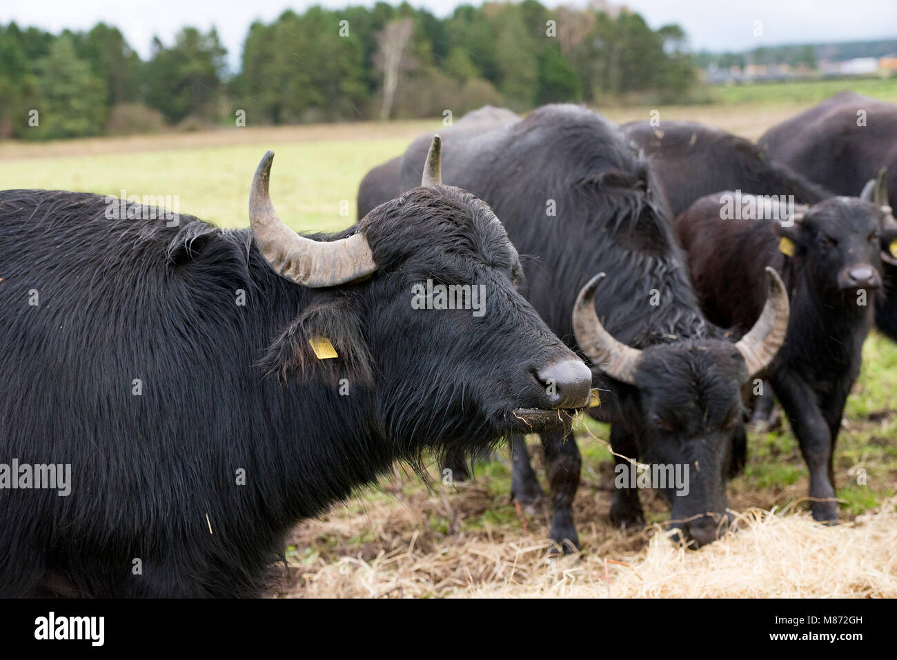 Water buffalo cows and calves in a field, Longtown, Carlisle, Cumbria. Stock Photo