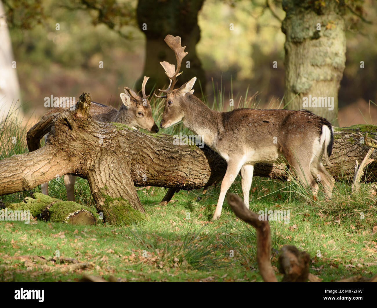 A male and female fallow deer, Dunham Massey, Trafford, Greater Manchester. Stock Photo