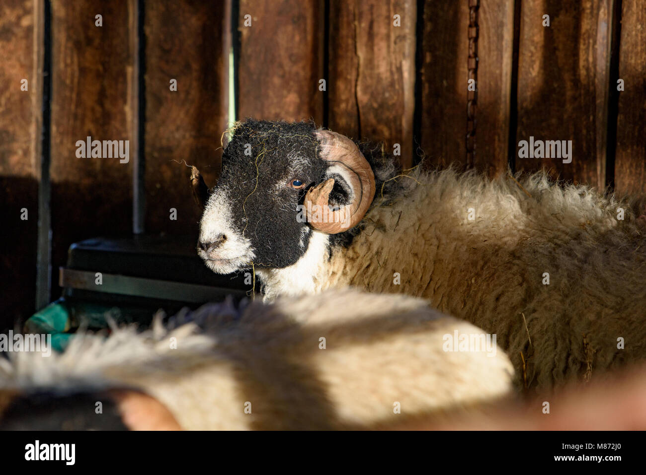 Swaledale ewes in a pen, Chipping, Preston, Lancashire. Stock Photo