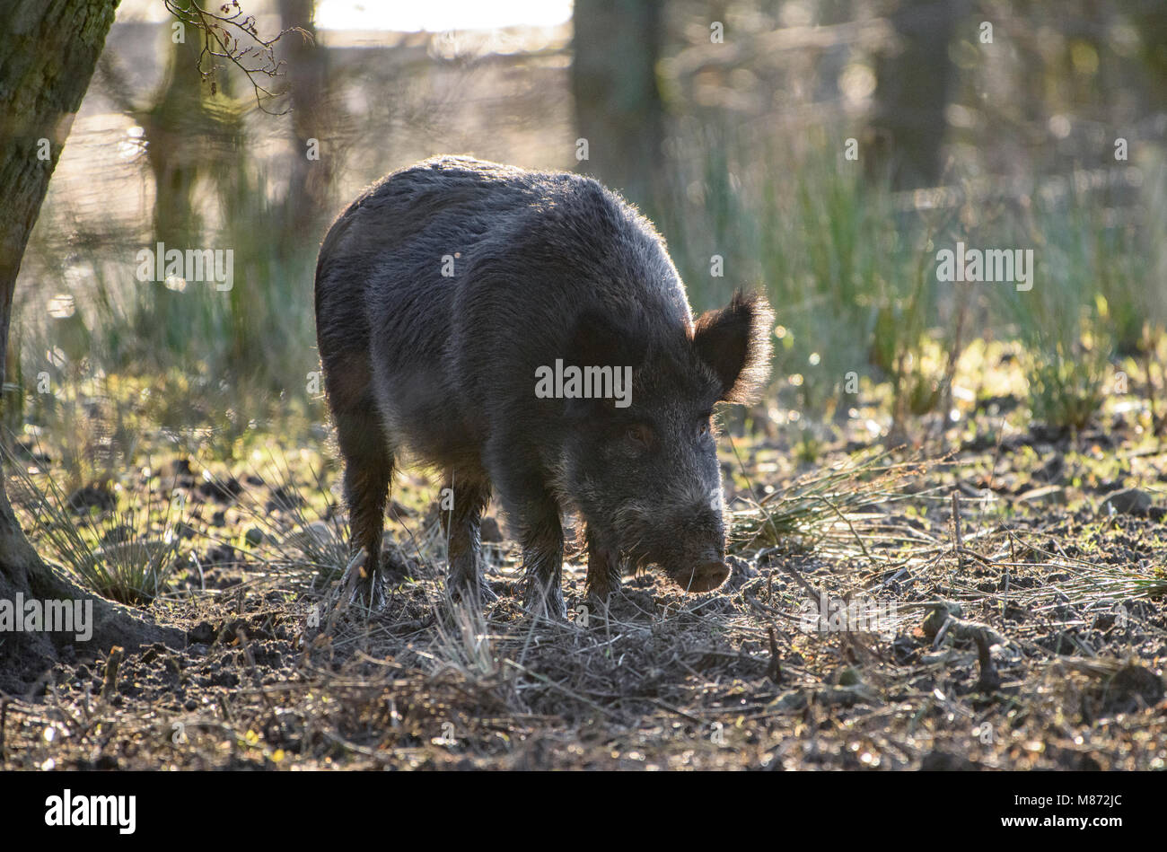 Wild Boar sow, Bowland Wild Boar Park, Chipping, Preston, Lancashire, United Kingdom. Stock Photo