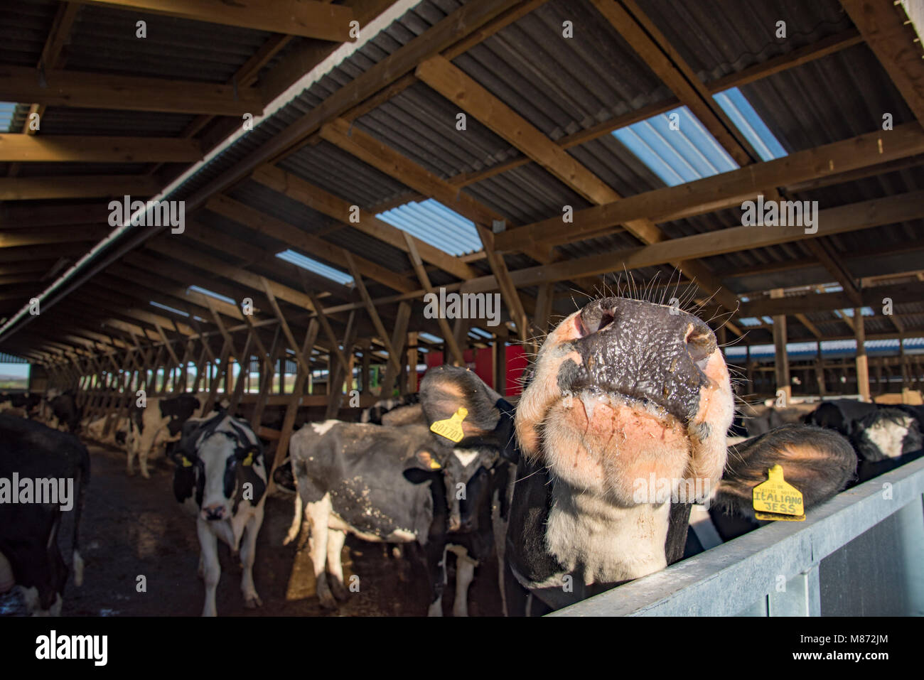 Close-up of the nose of a dairy cow in a farm building, Bury, Greater Manchester, England. Stock Photo