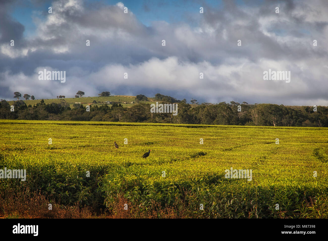 Atherton tableland hi-res stock photography and images - Alamy