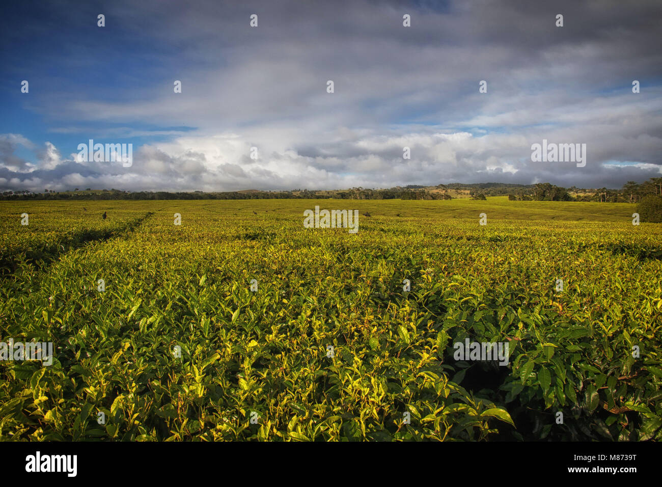Tea plantation Atherton tableland Australia Stock Photo - Alamy