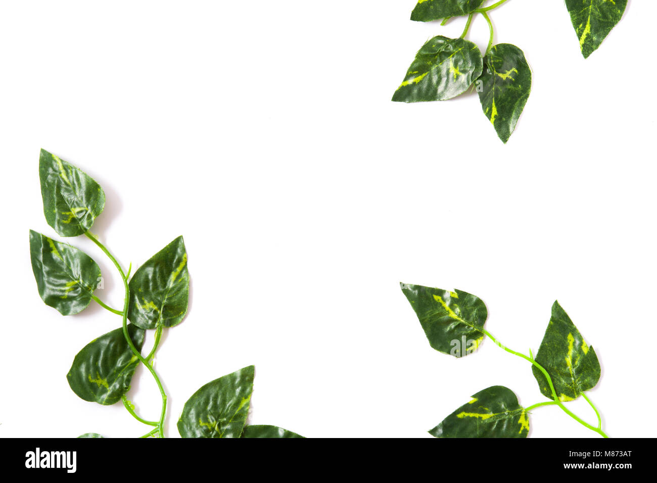 Tropical green leaves on white background. Top view Stock Photo - Alamy
