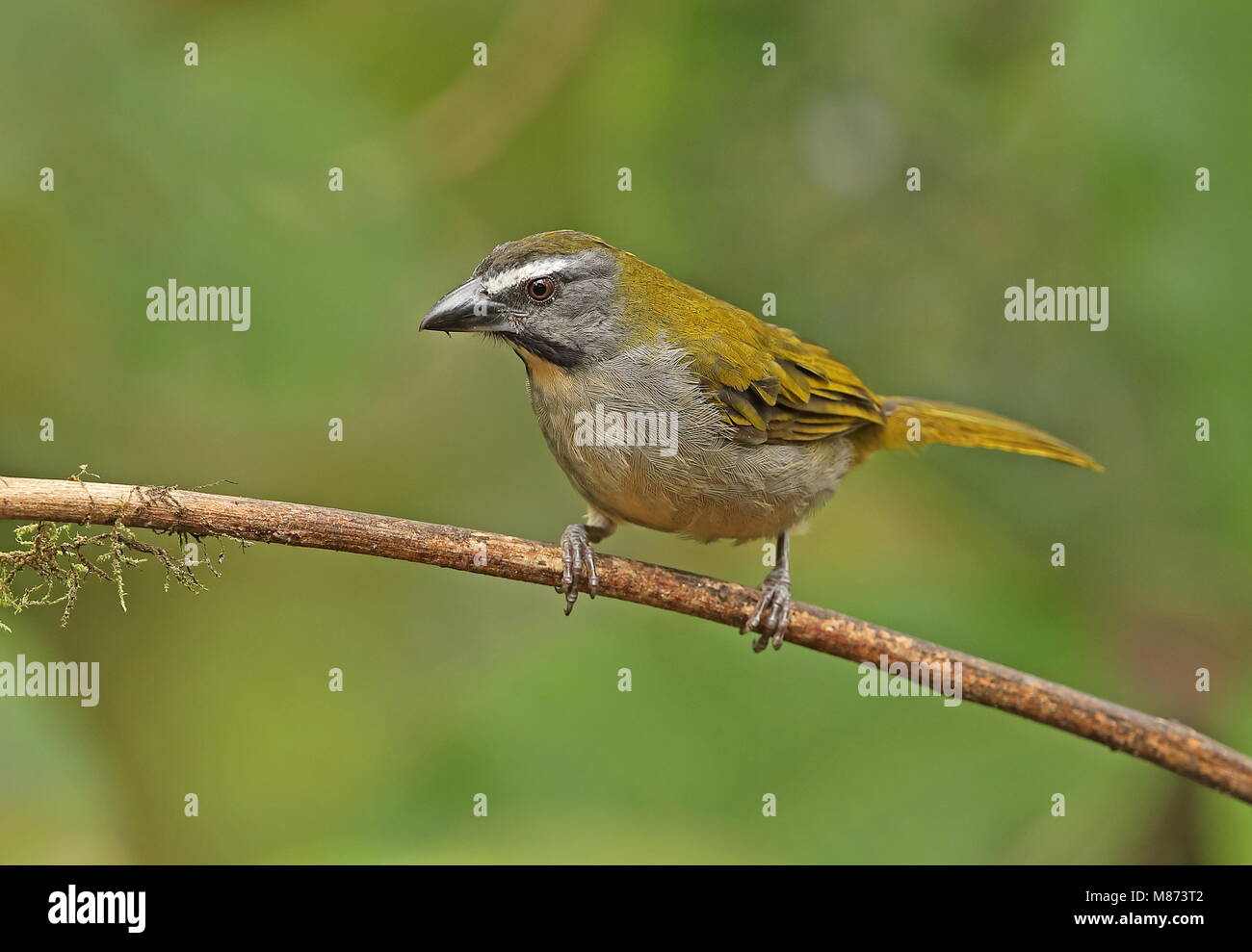 Buff-throated Saltator (Saltator maximus maximus) adult perched on branch  Vinicio Birdwatcher's House, Nono-Mindo Road, Ecuador            February Stock Photo