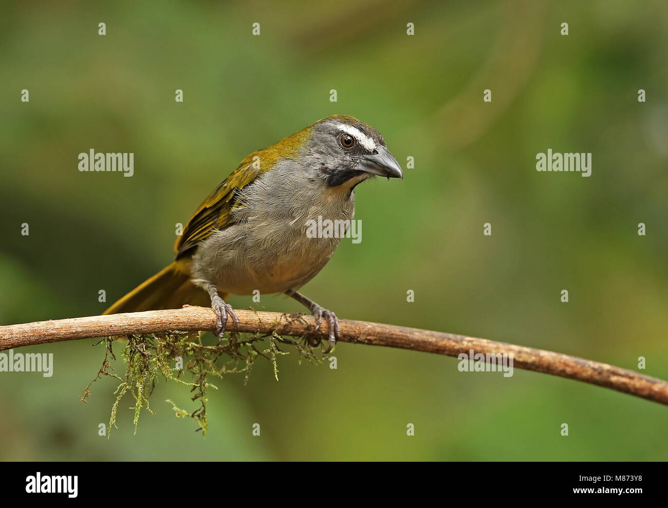 Buff-throated Saltator (Saltator maximus maximus) adult perched on branch  Vinicio Birdwatcher's House, Nono-Mindo Road, Ecuador            February Stock Photo