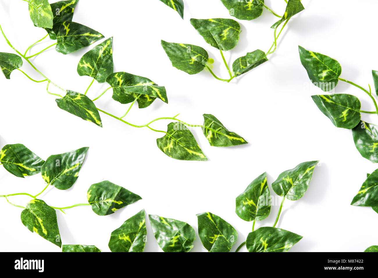 Tropical green leaves on white background. Top view Stock Photo - Alamy