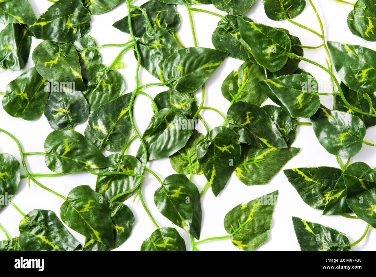 Tropical green leaves on white background. Top view Stock Photo - Alamy