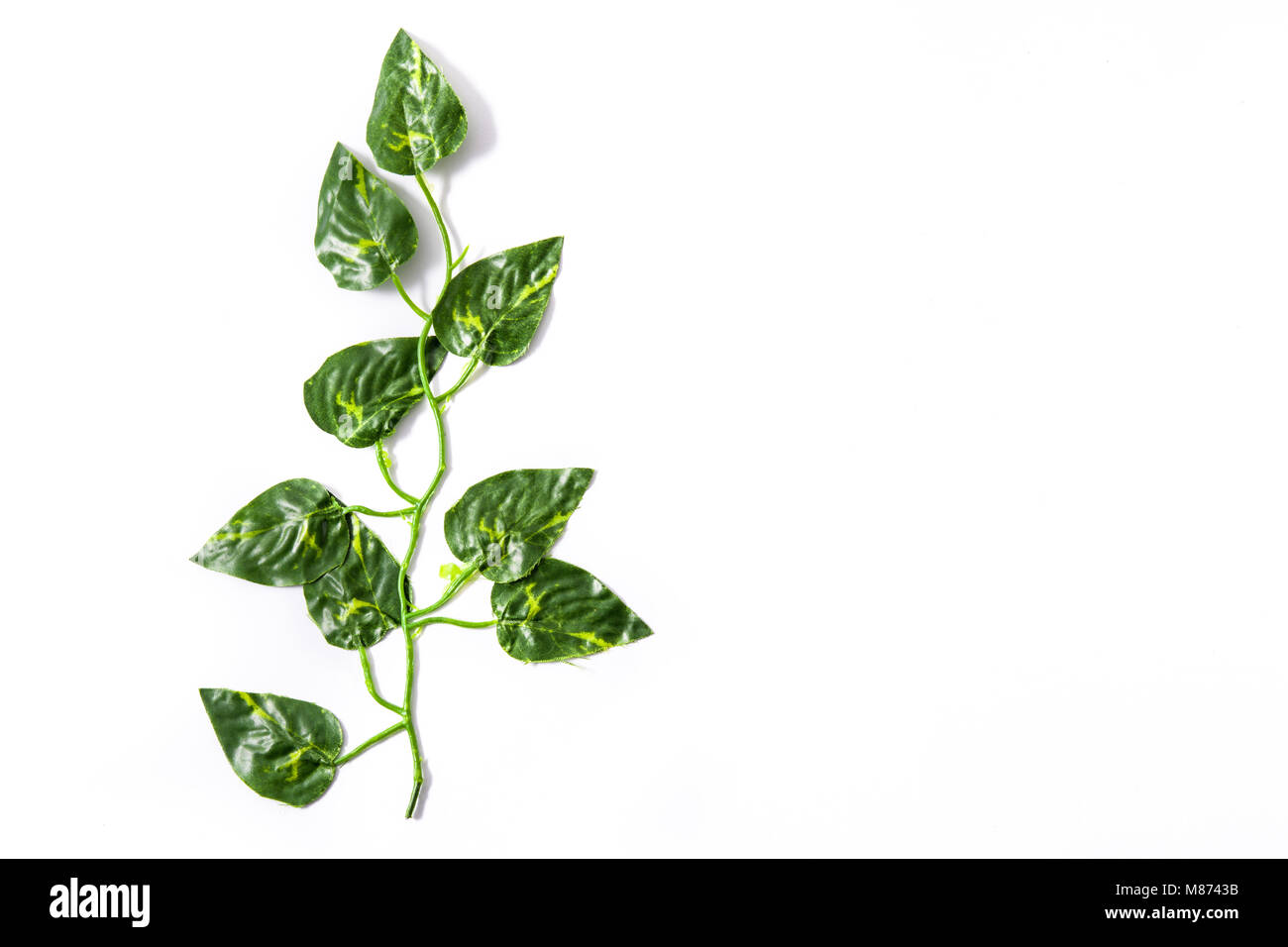 Tropical green leaves on white background. Top view Stock Photo - Alamy