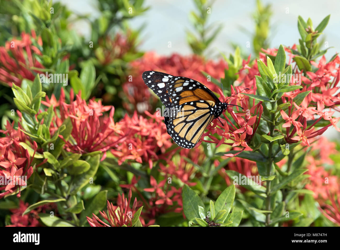 Monarch butterfly feeding on jungle flowers Stock Photo