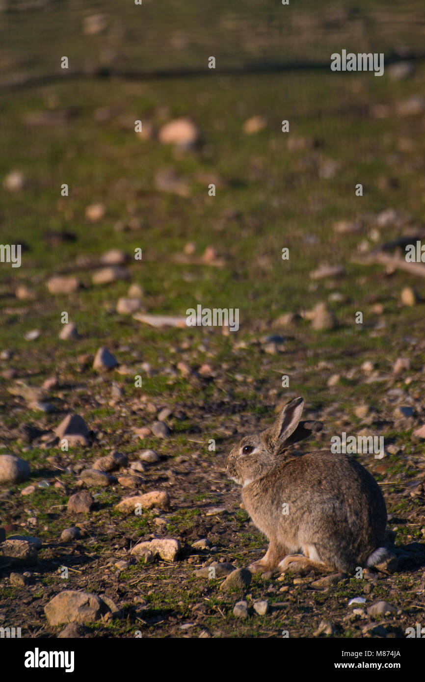 a beautiful rabbit on wild environment Stock Photo - Alamy