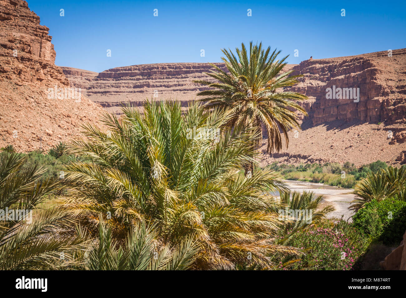 Wide view of canyon and cultivated fields and palms in Errachidia Valley Morocco North Africa Africa Stock Photo