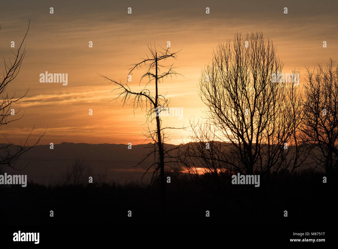 Beautiful trees at sunset Stock Photo - Alamy