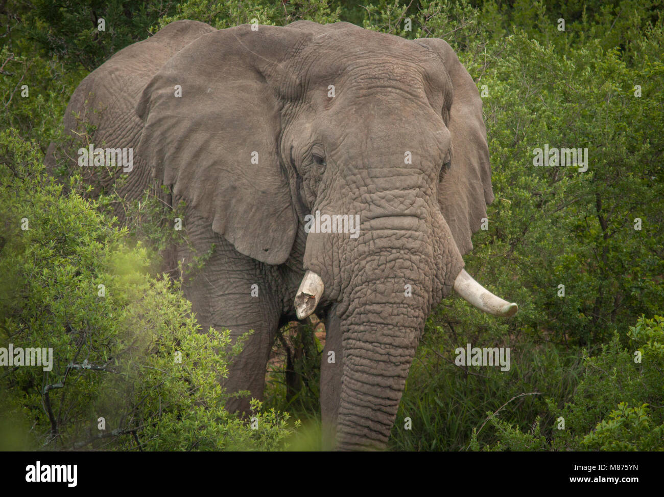 The Mighty Elephant Stock Photo