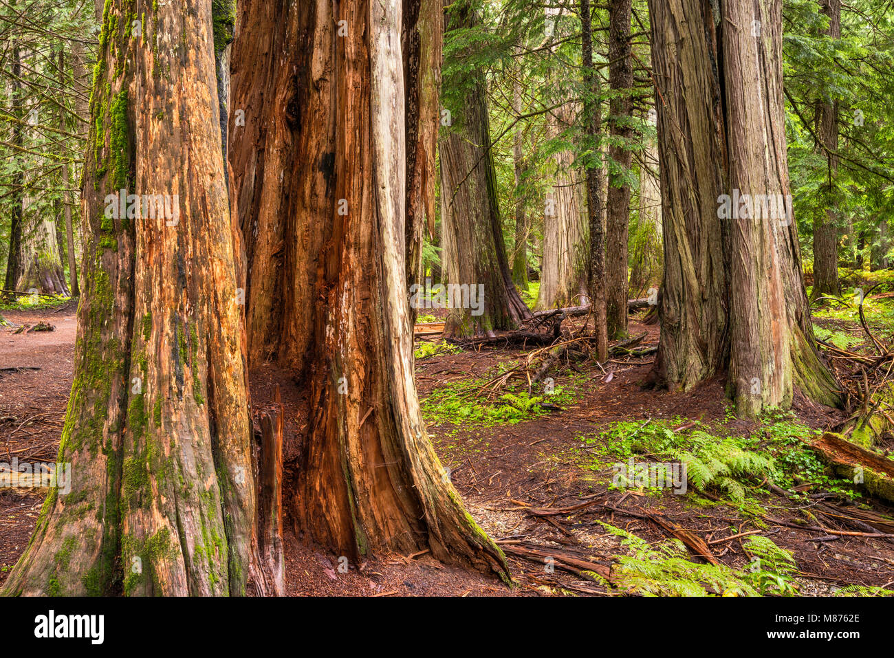 Western red cedar trees, Ross Creek Cedars Scenic Area, Bull Lake Road, temperate rainforest area in Kootenai National Forest, Montana, USA Stock Photo