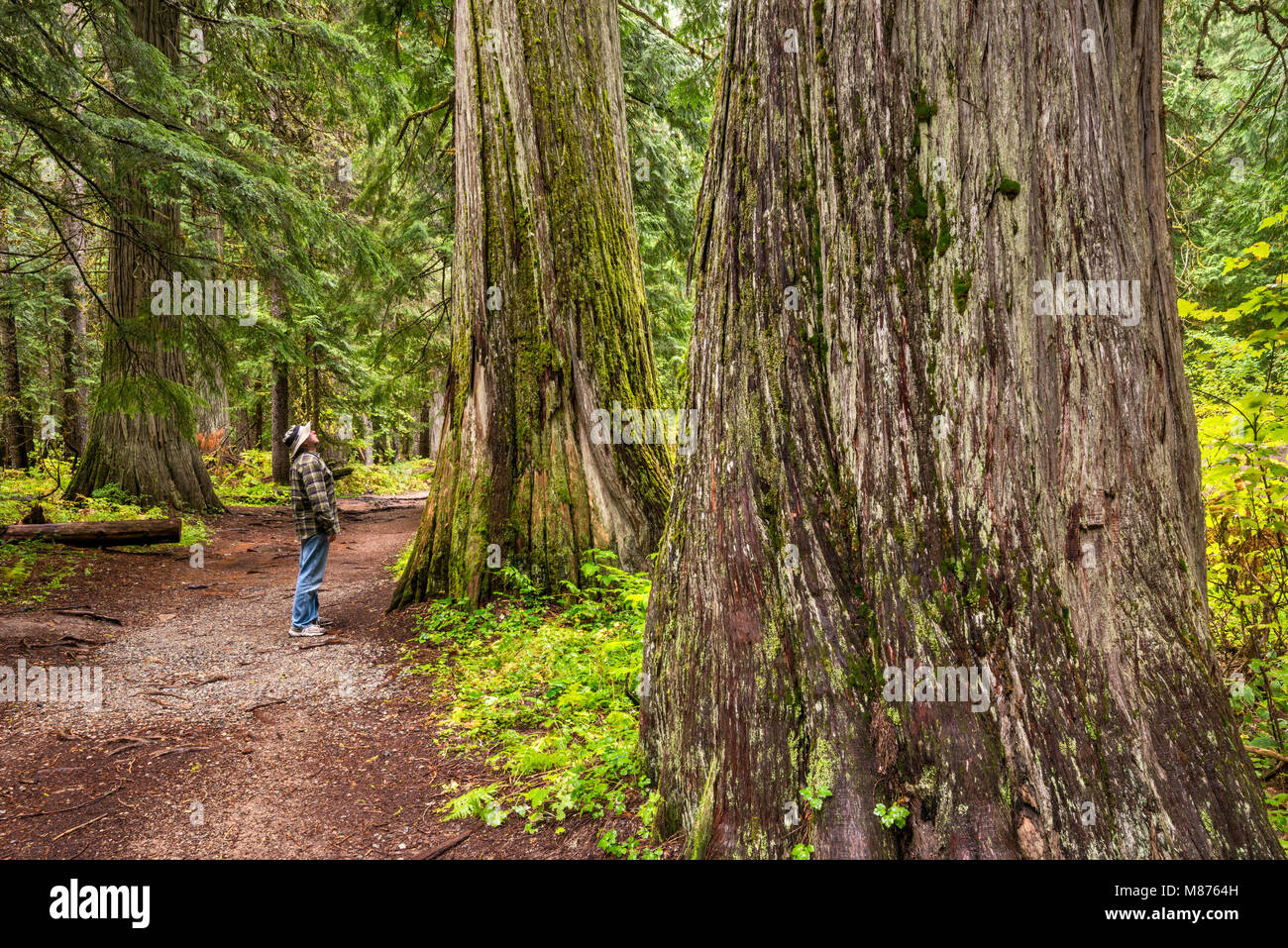 Visitor looking at western red cedar trees, Ross Creek Cedars Scenic