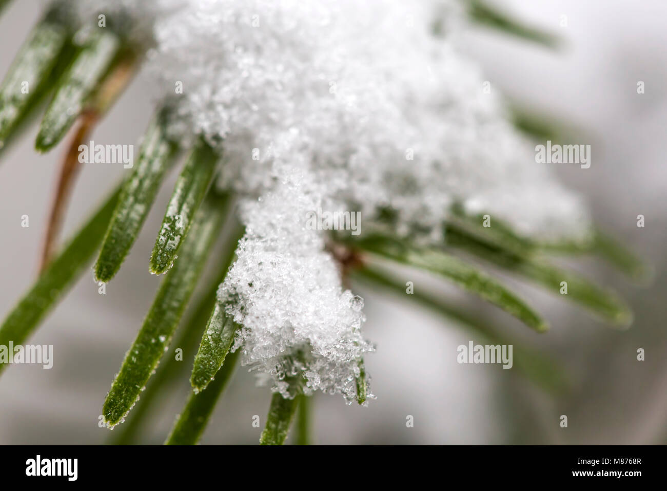 Close up of pine branches covered with snow Stock Photo - Alamy
