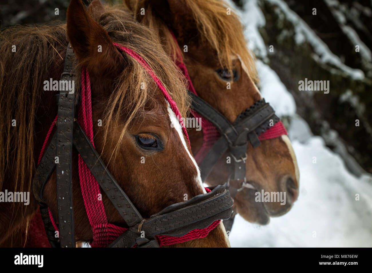 Close up of two horses in winter season Stock Photo