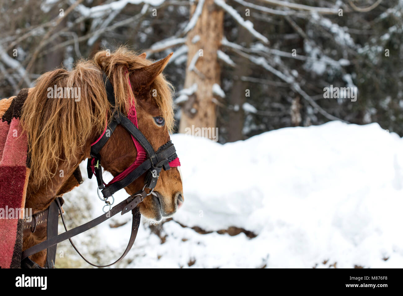 Close up of one horse in winter season Stock Photo