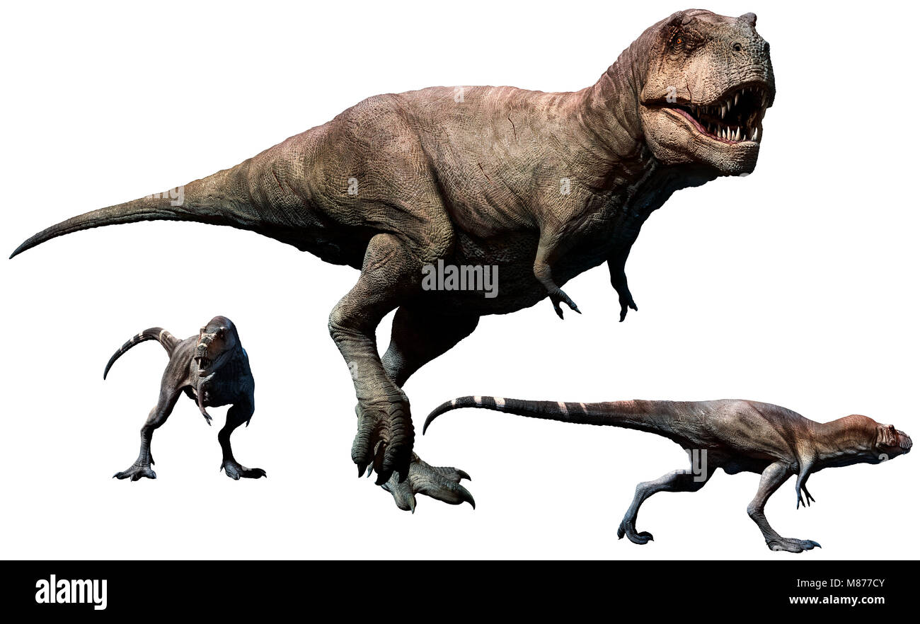 Female tyrannosaurus hi-res stock photography and images - Alamy