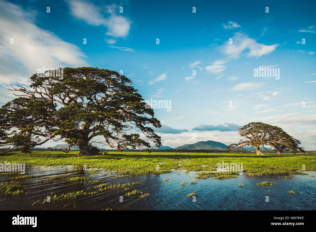 A beautiful landscape with a lake, a tree and mountains. Forest lake ...