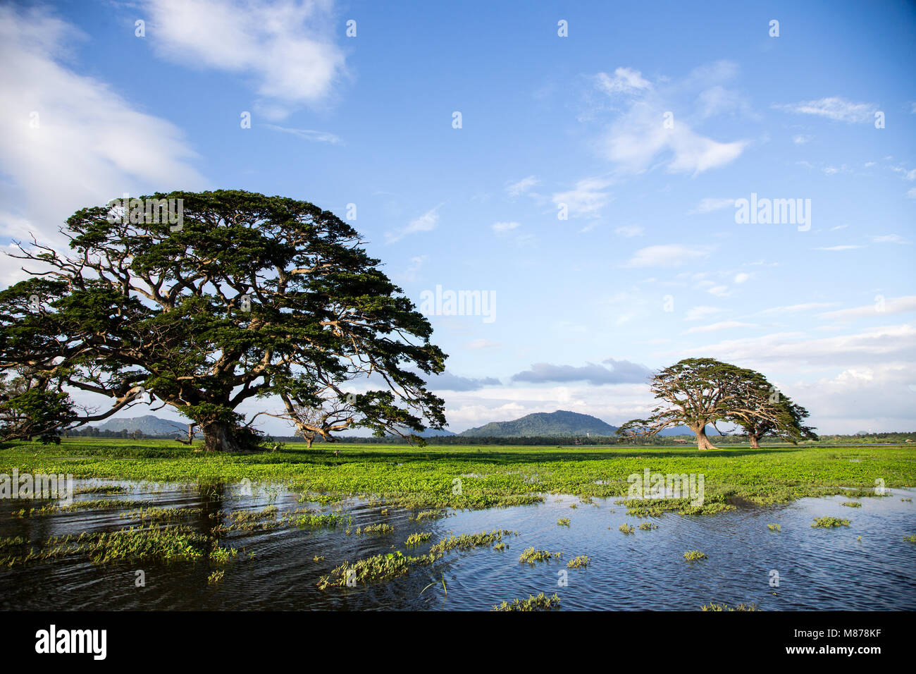 A beautiful landscape with a lake, a tree and mountains. Forest lake ...