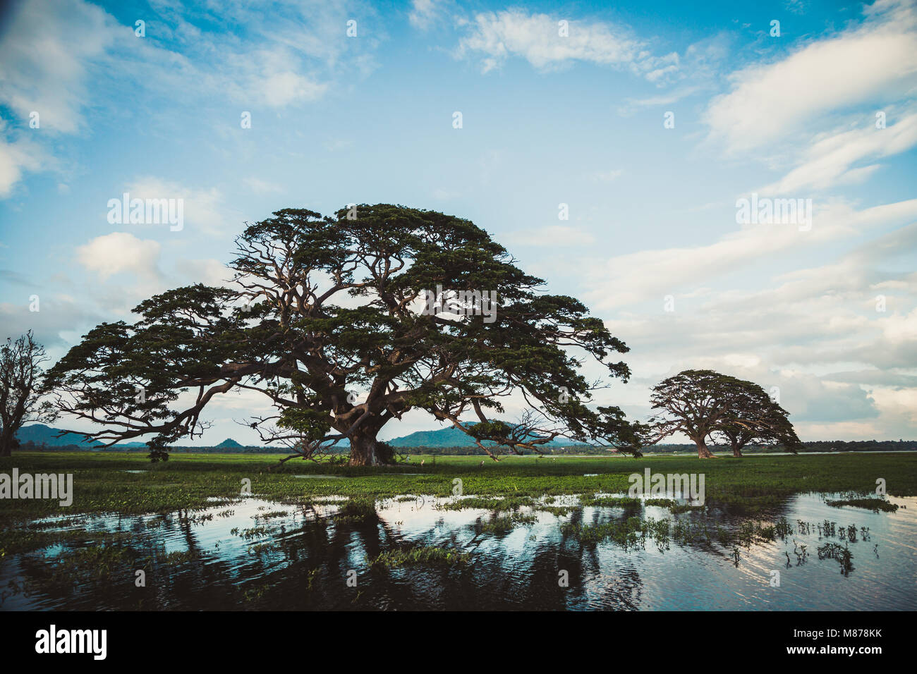 A beautiful landscape with a lake, a tree and mountains. Forest lake ...