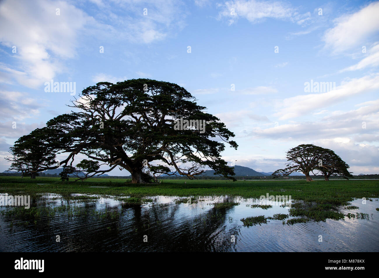 A beautiful landscape with a lake, a tree and mountains. Forest lake ...