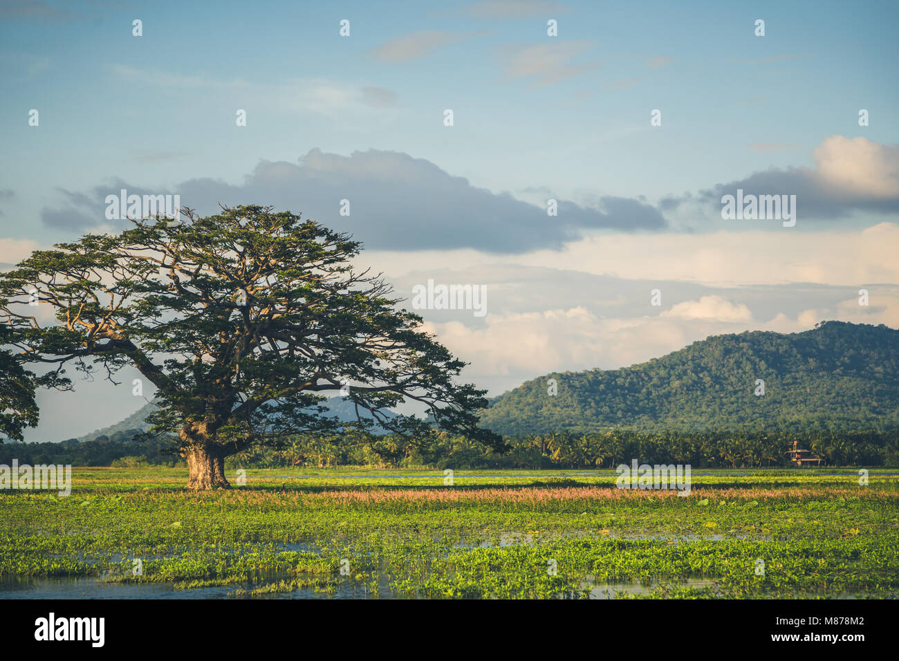 A beautiful landscape with a lake, a tree and mountains. Forest lake ...