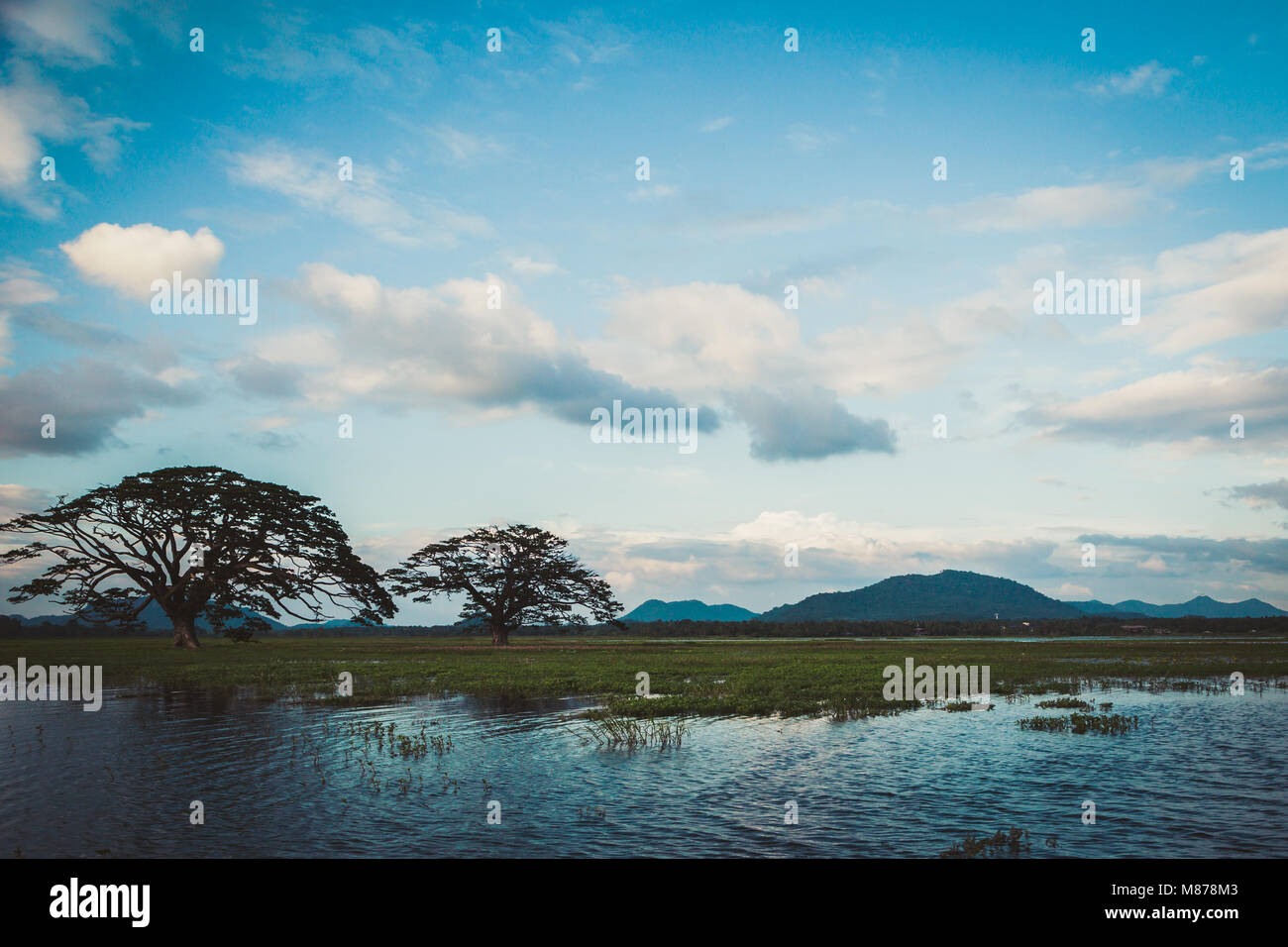 A beautiful landscape with a lake, a tree and mountains. Forest lake ...