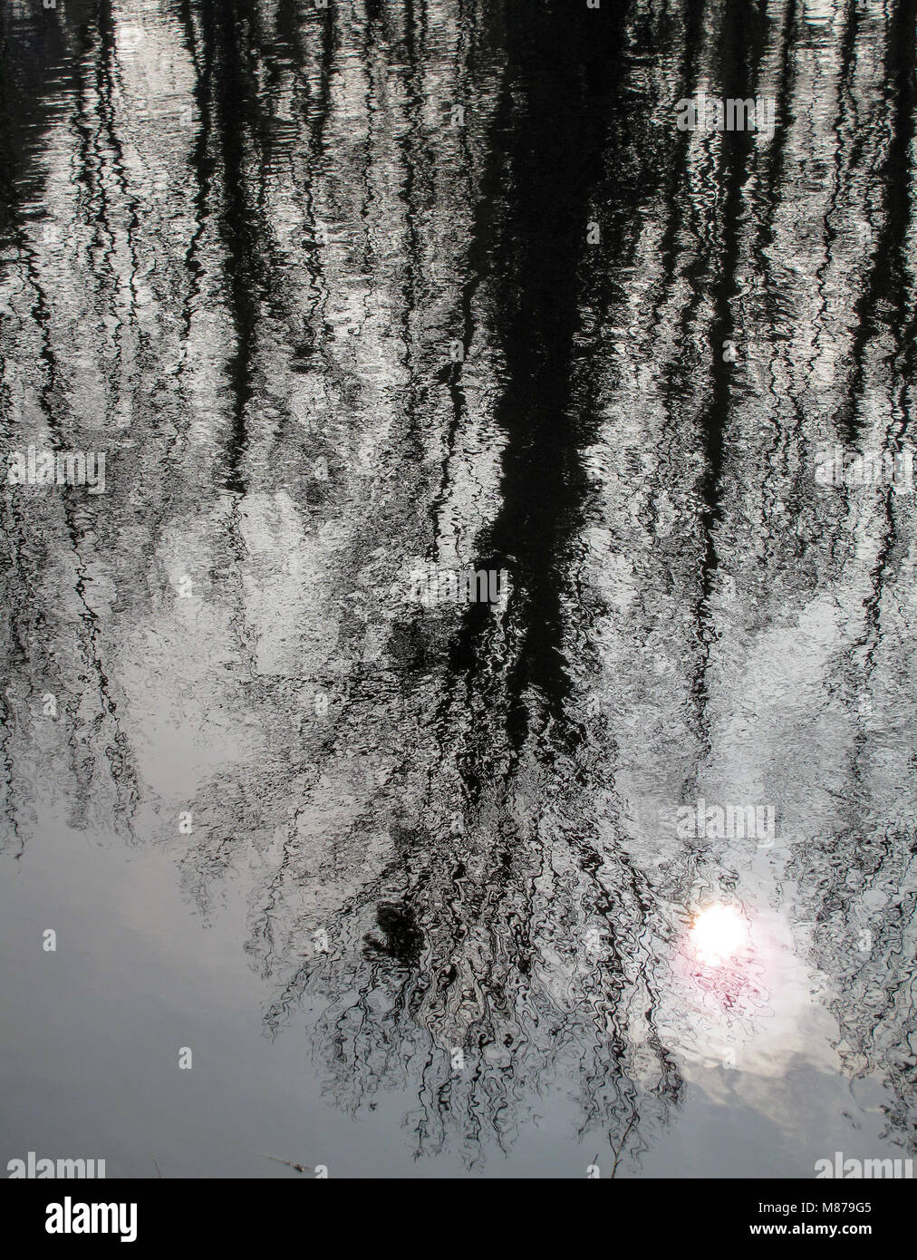 Trees Reflected In Water Stock Photo - Alamy