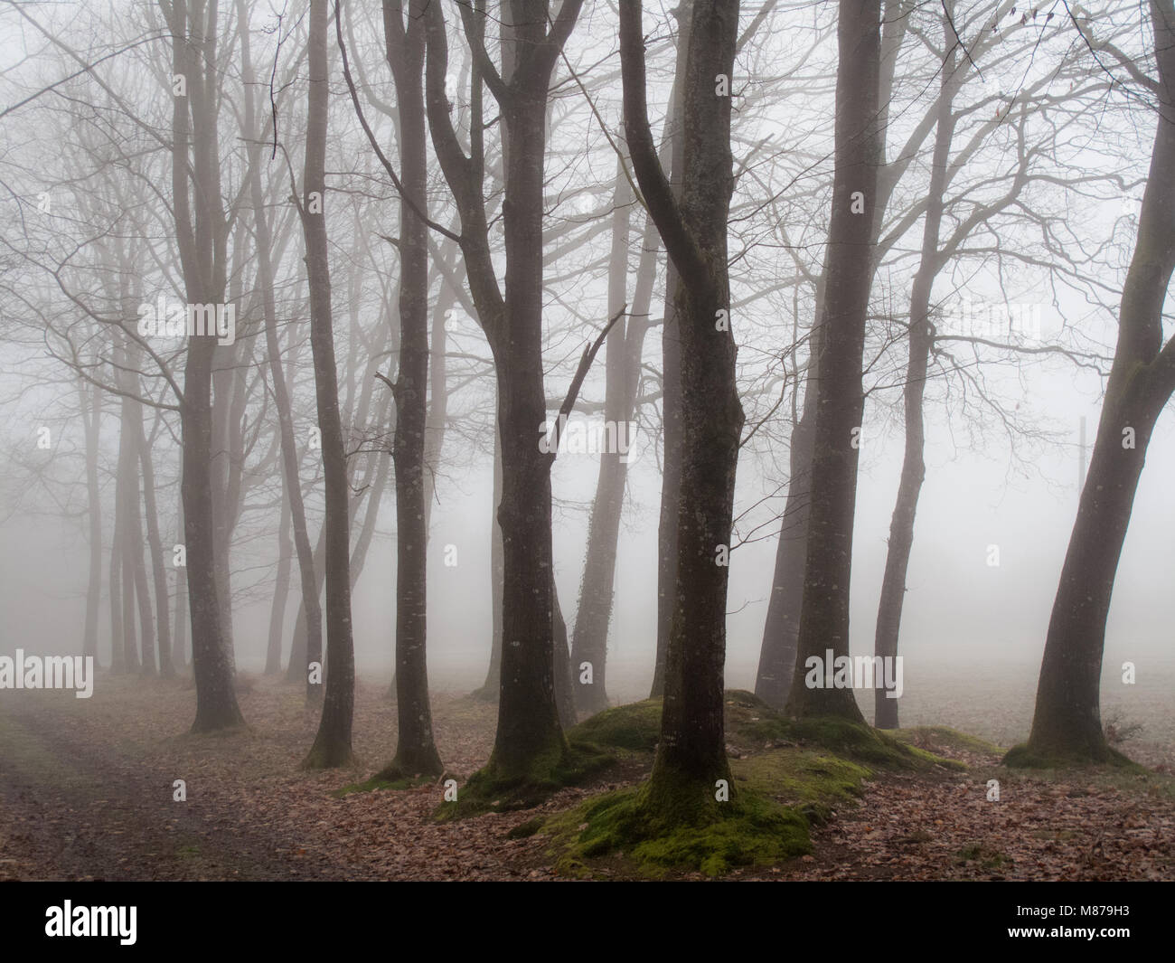 Forest In Fog - Stock Image