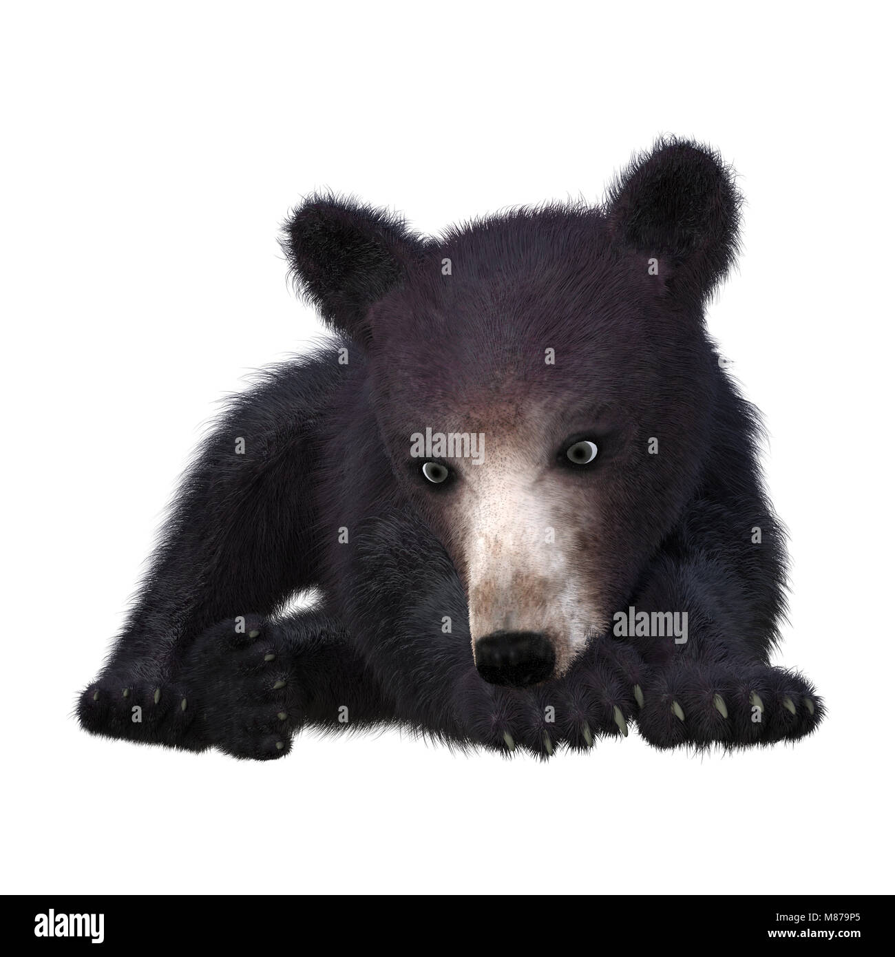 3D rendering of a black bear cub isolated on white background Stock ...