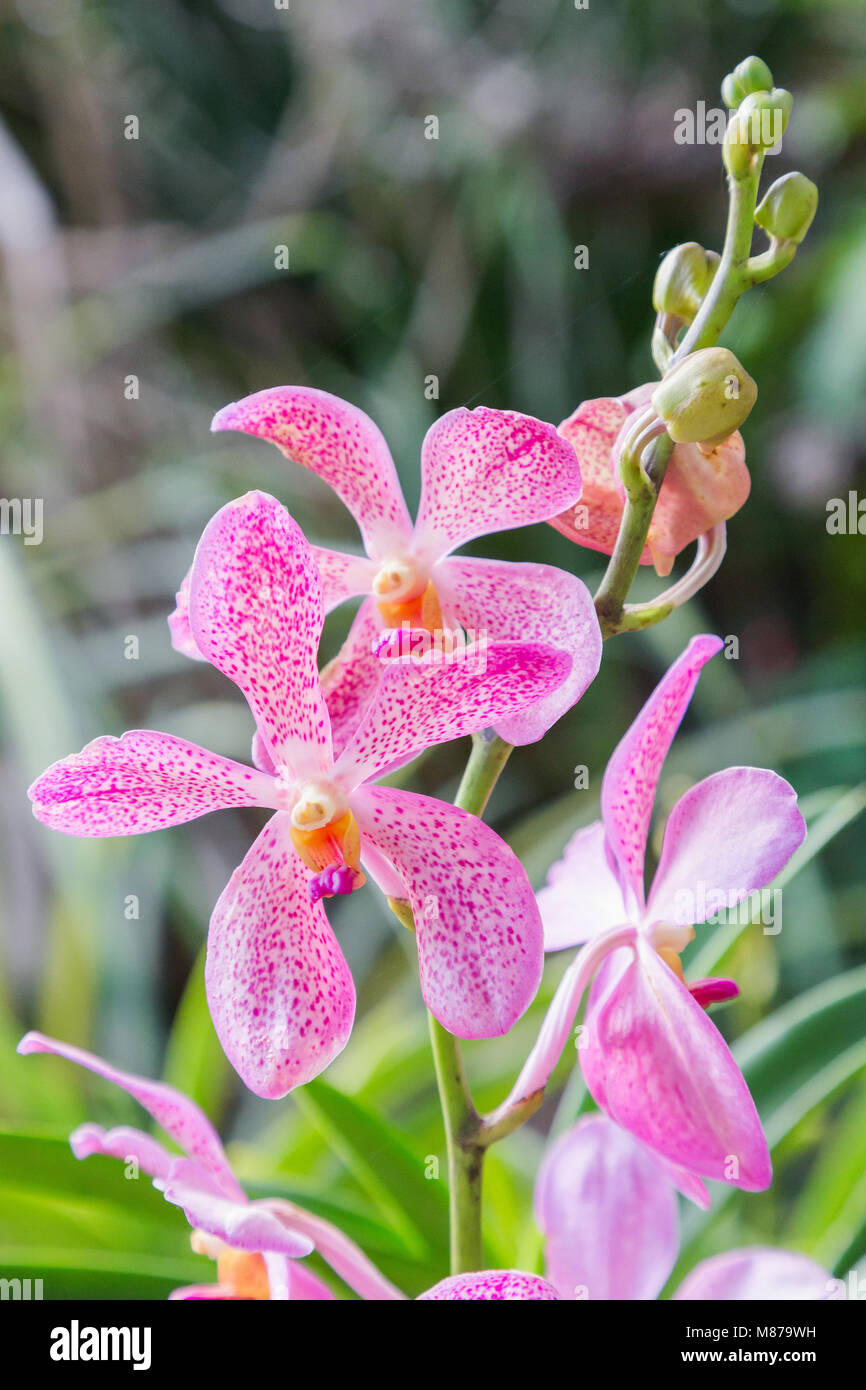 Orchid flower in orchid garden at winter or spring day for postcard beauty and agriculture idea concept design. Mokara orchid or Arachnis orchid. Stock Photo