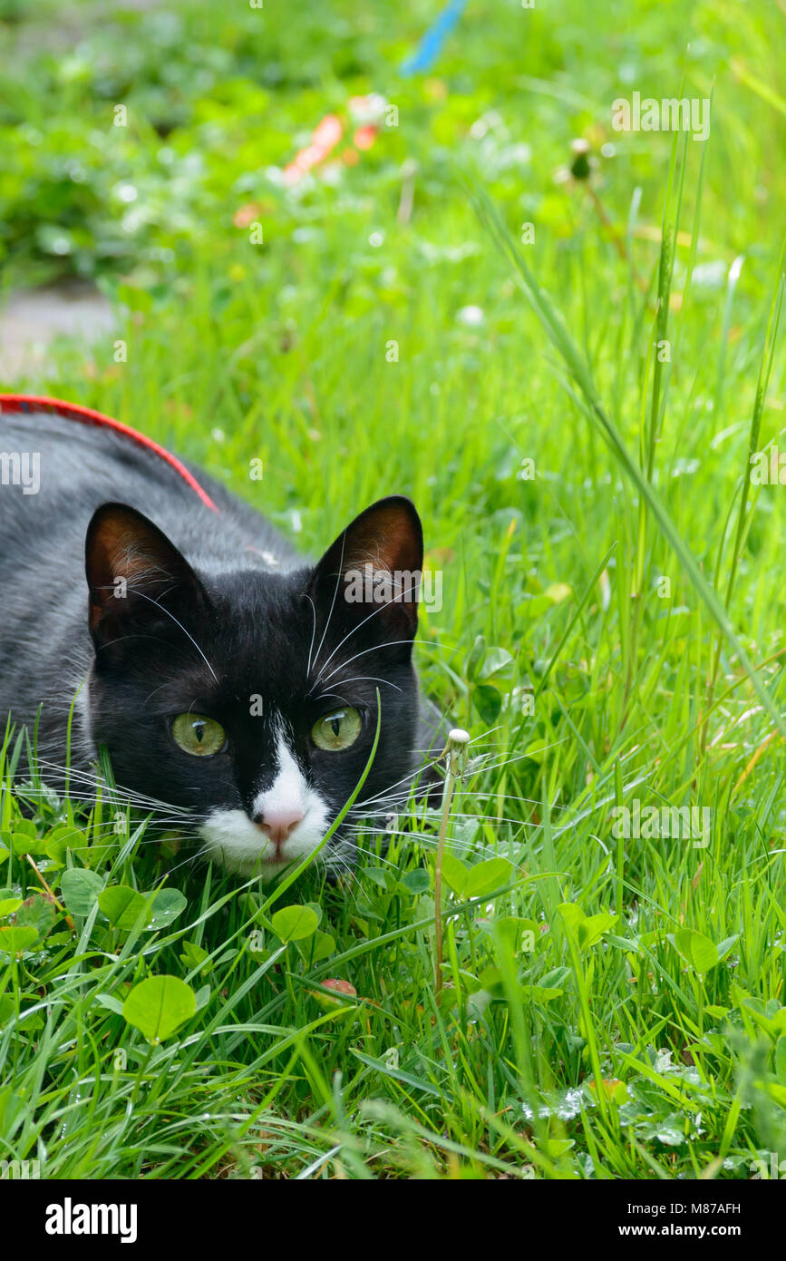 Nice black and white cat playing in the green grass Stock Photo - Alamy