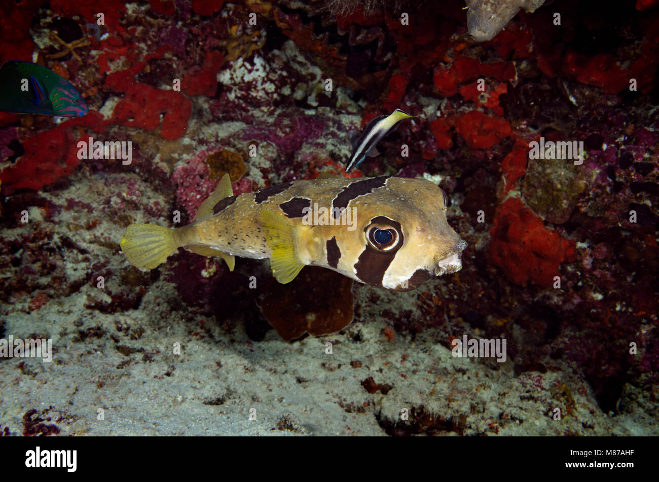Blotched Porcupinefish, Diodon liturosus, with cleaner wrasse, Labroides dimidiatus, on coral reef in Bathala, Maldives, Stock Photo