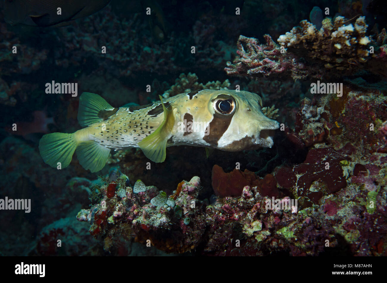 Blotched Porcupinefish, Diodon liturosus, with cleaner wrasse, Labroides dimidiatus, on coral reef in Bathala, Maldives, Stock Photo