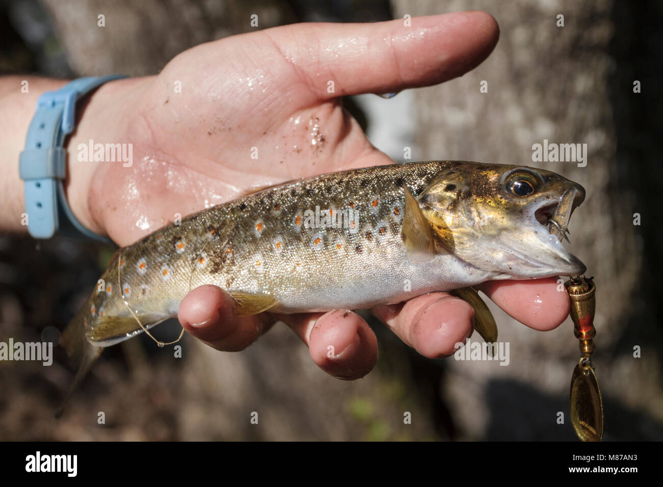 sport fisherman in river, Galicia, Spain. Stock Photo