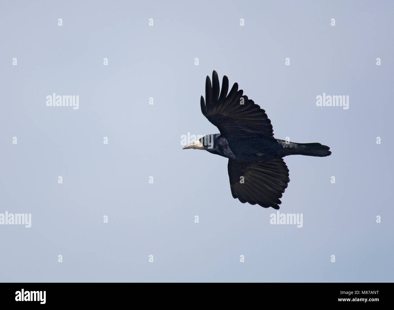 Rook flying hi-res stock photography and images - Alamy