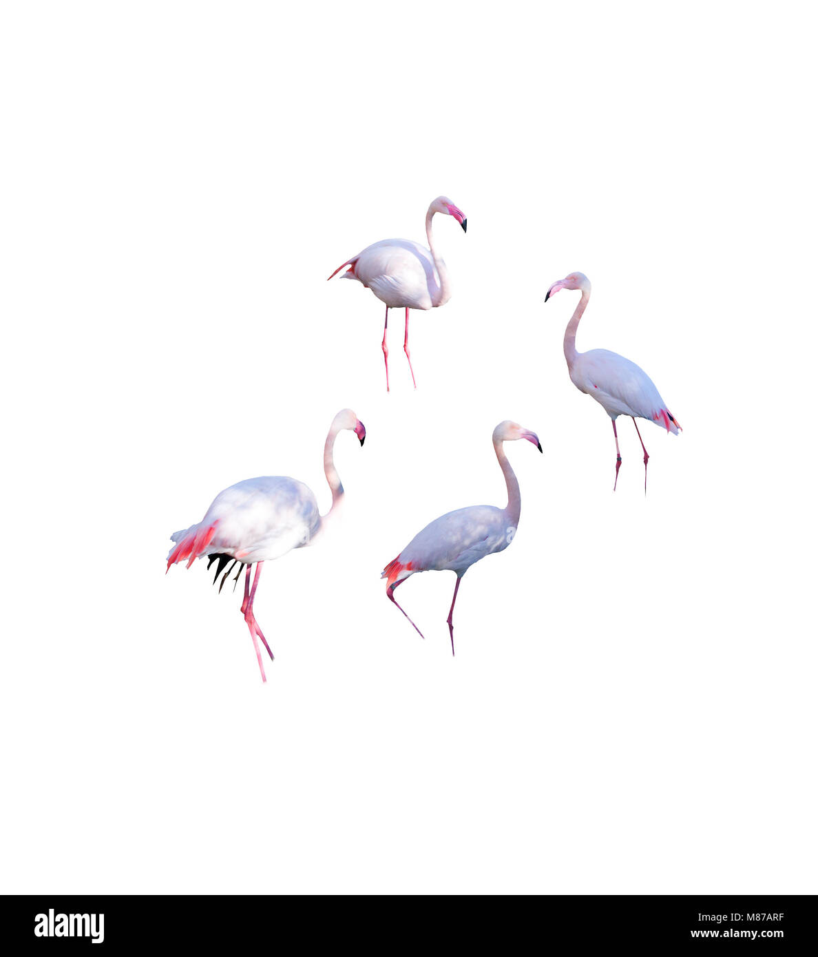 Four flamingos isolated on white background imaginary water without visible feet Stock Photo