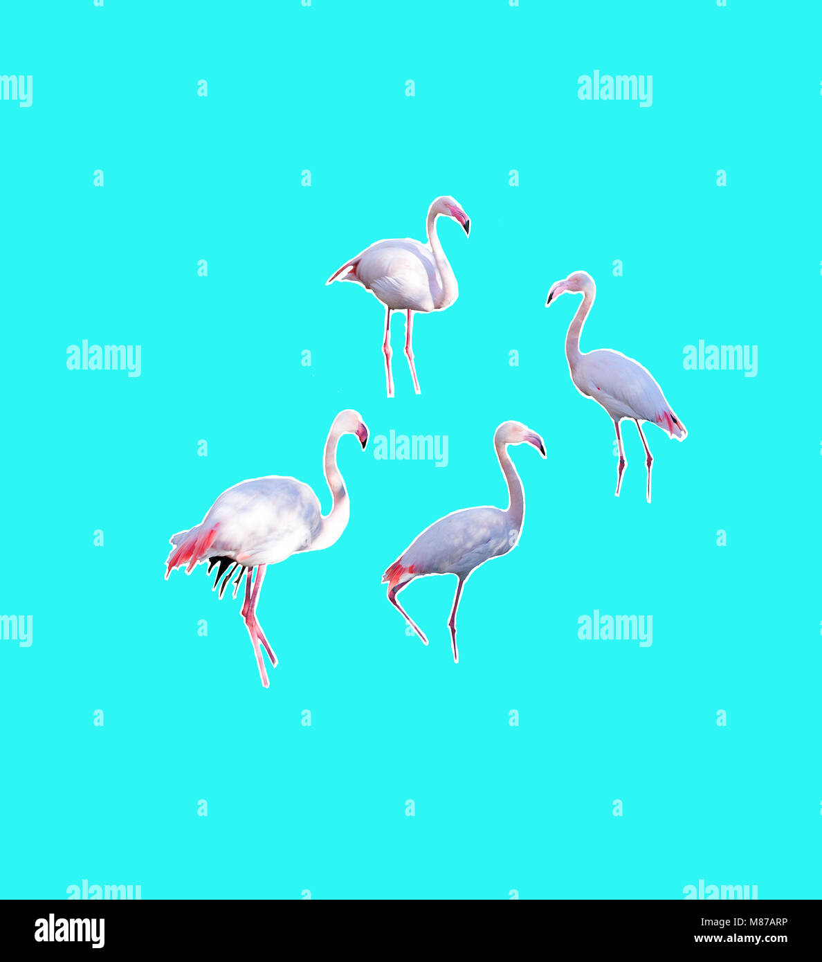 Four flamingos isolated on aqua turquoise background imaginary water without visible feet Stock Photo