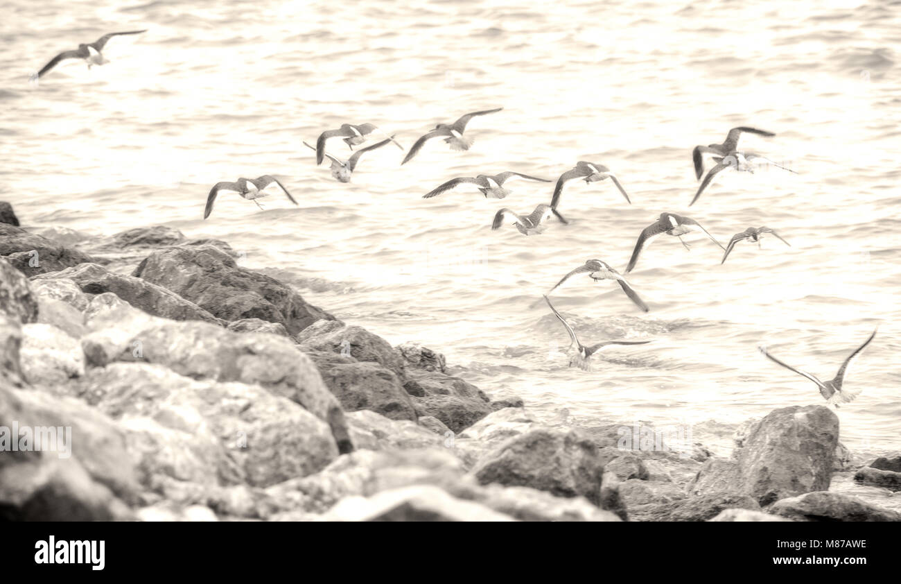 Oyster Catchers taking flight along the shore of Morecambe Bay Stock Photo