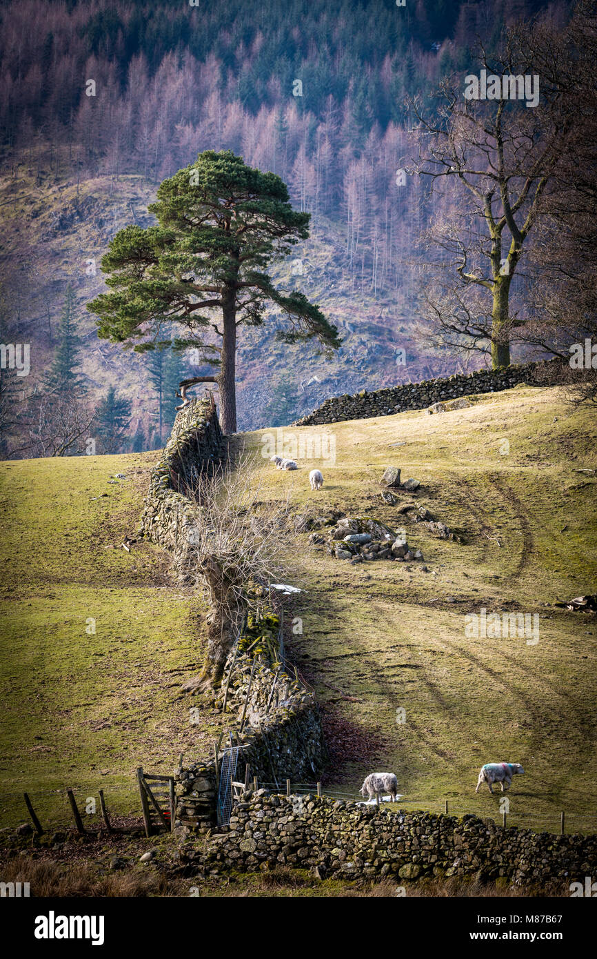 A lone Scots Pine standing at the field edge where two drystone walls meet in Thirlspot. Stock Photo