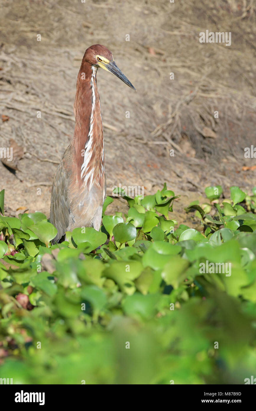 Rufescent Tiger Heron (Tigrisoma lineatum) hunting at riveredge, Pantanal, Mato Grosso, Brazil Stock Photo