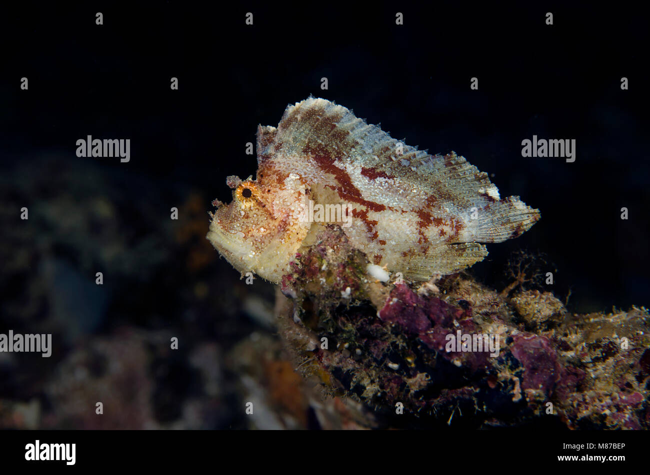 Leaf Scorpionfish, Taenianotus Triacanthus, on coral, in Maldives Stock Photo