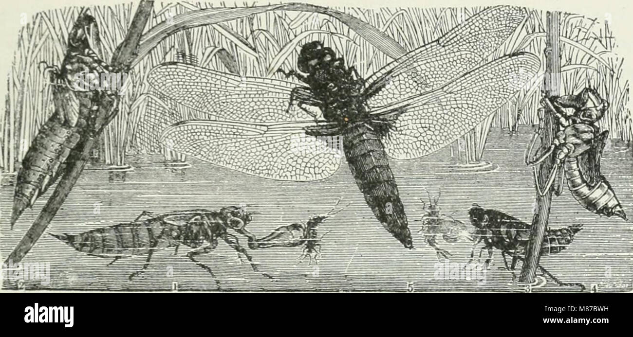 Economic entomology for the farmer and fruit-grower - and for use as a text-book in agricultural schools and colleges (1906) (14591274290) Stock Photo